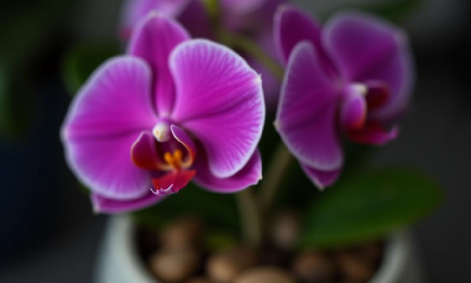Orquídea Phalaenopsis en maceta con piedras decorativas
